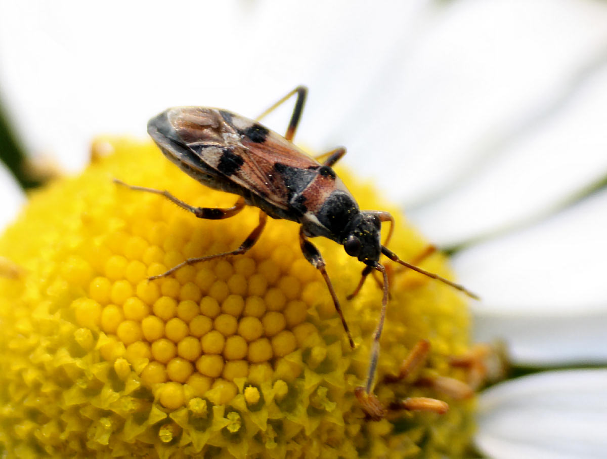 Lygaeidae: Beosus quadripunctatus della Lombardia (LC)